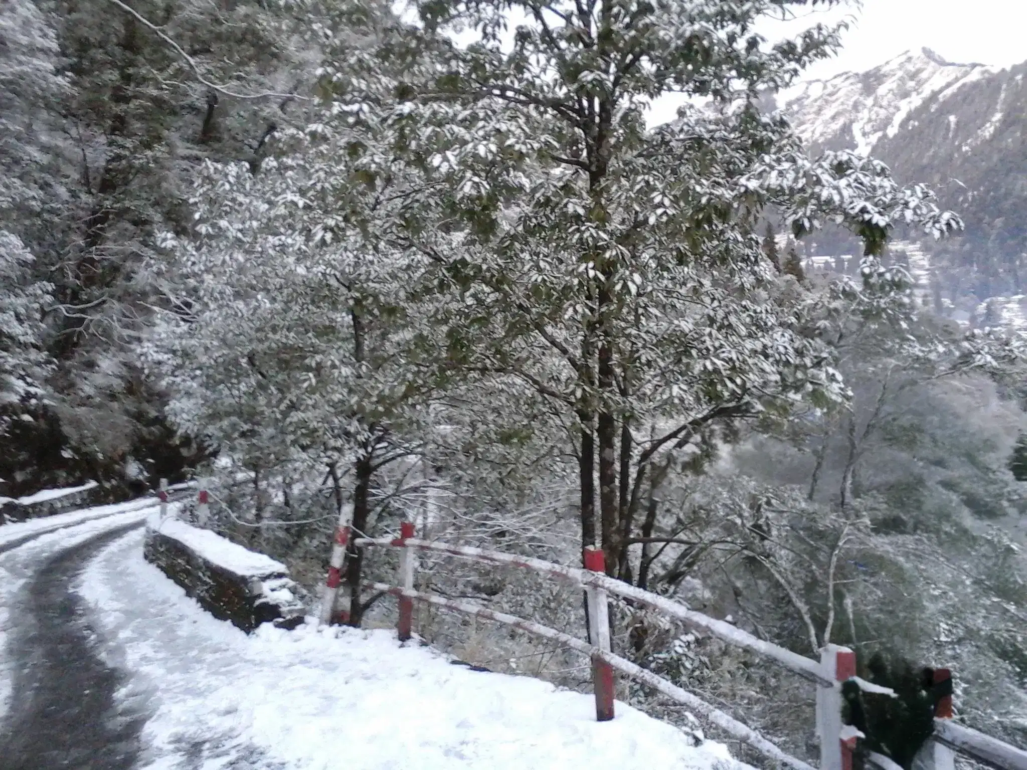 Snow-covered hills and forest above Nainital