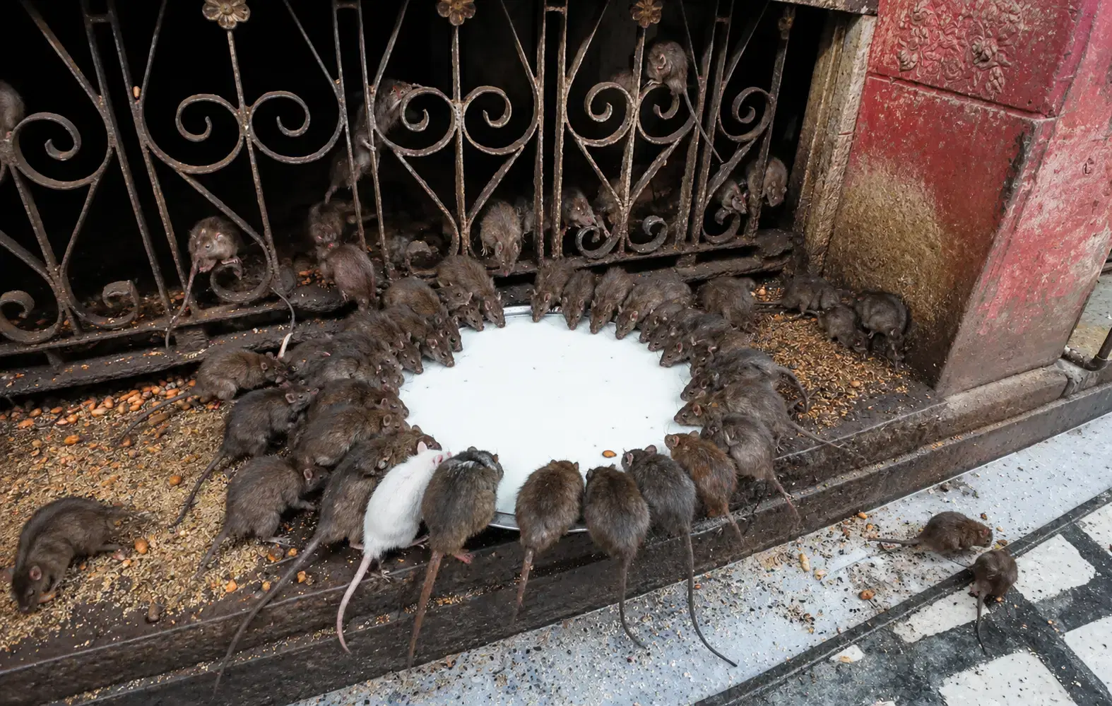 Thousands of sacred 'kabbas' rats freely roaming inside the famous Karni Mata Rat Temple in Deshnok, near Bikaner