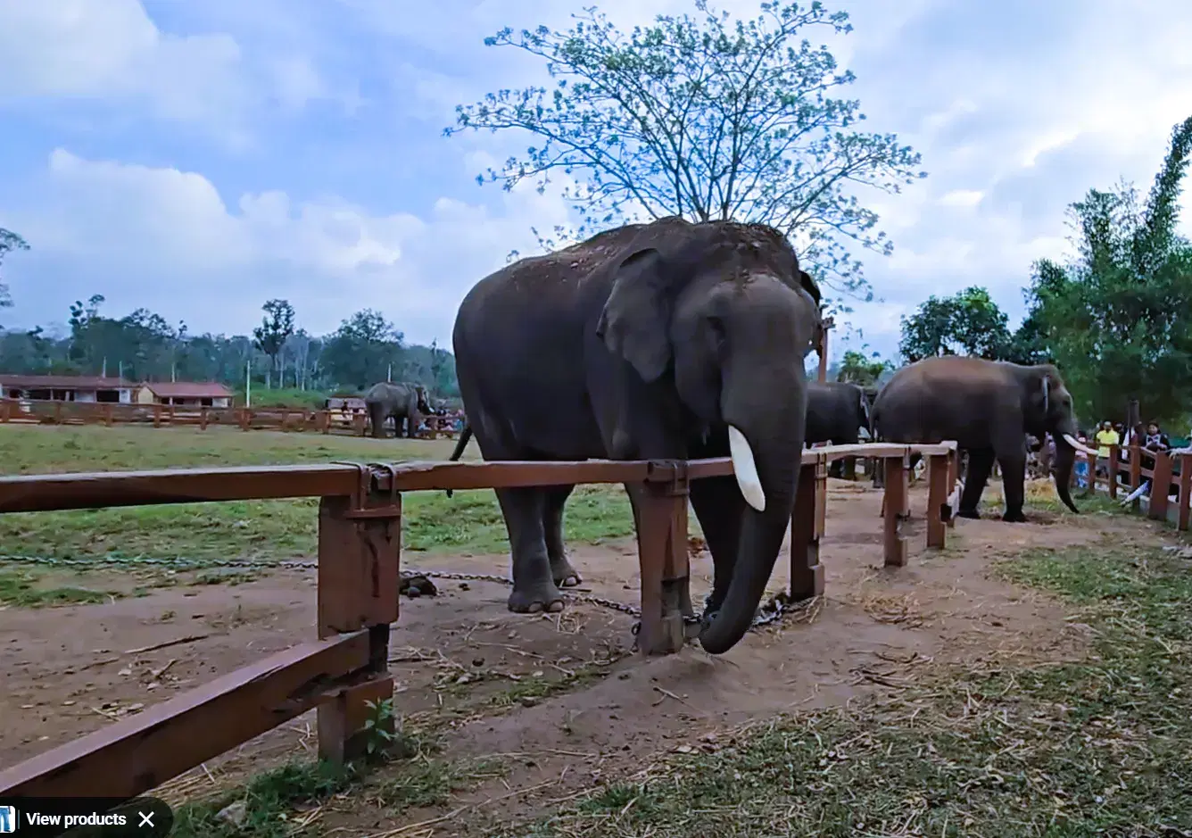 Elephants inside the managed visitor area at Dubare Elephant Camp