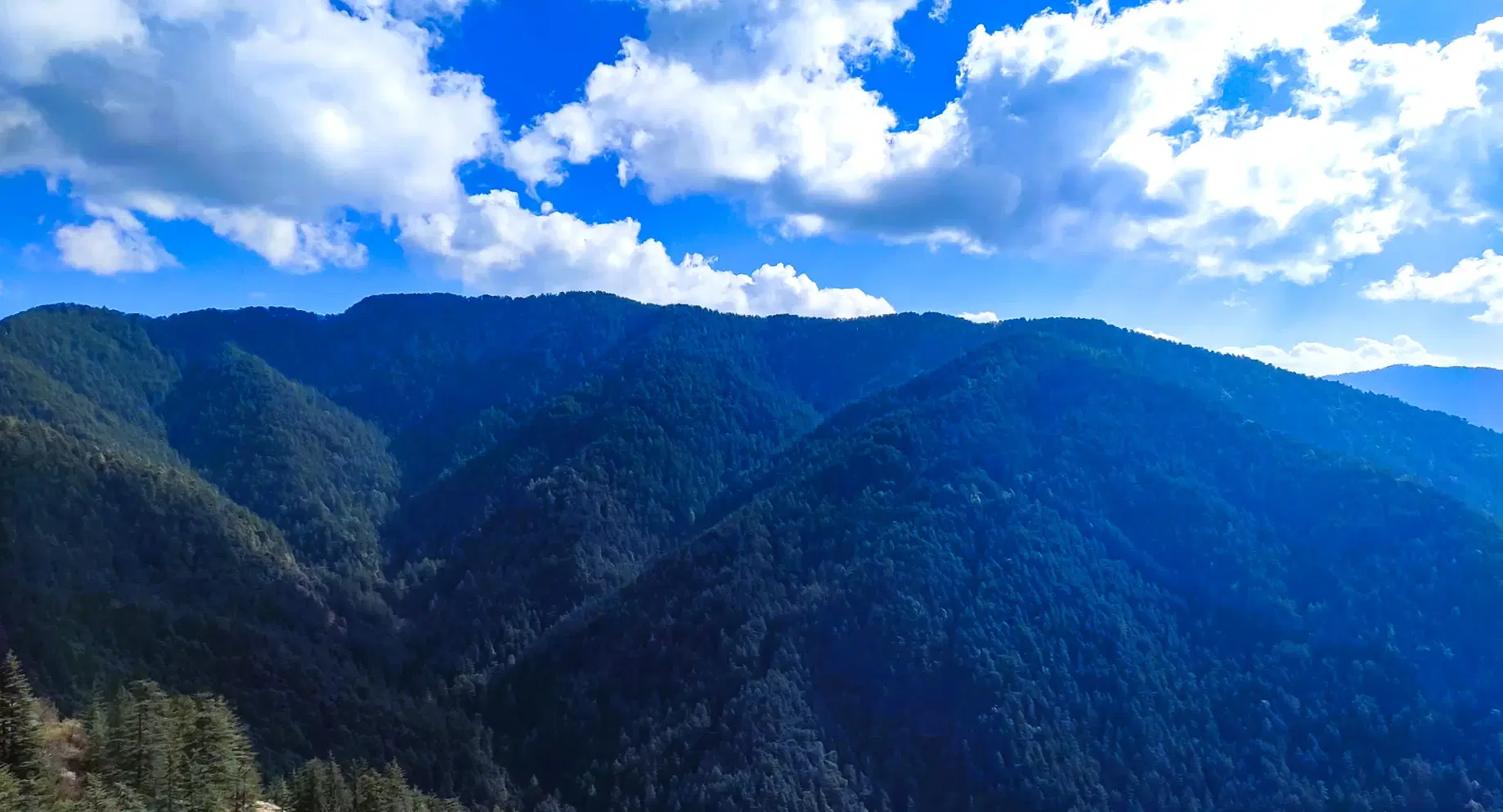 Pine-covered slopes of Green Valley along the Shimla-Kufri road