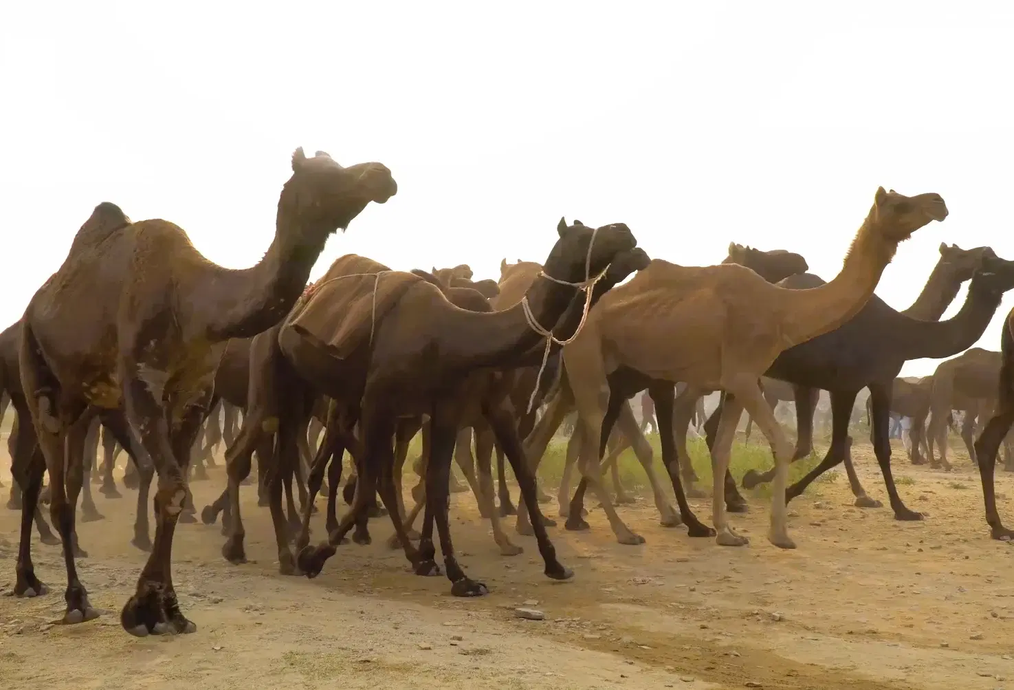 Herd of camels walking across the fairground at Pushkar Fair in Rajasthan