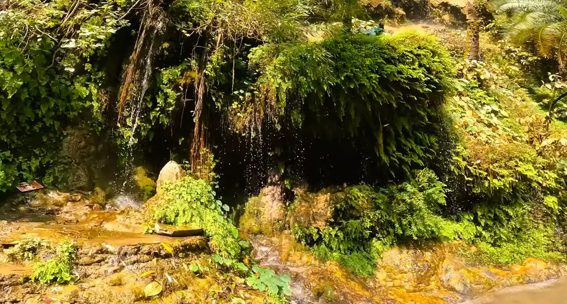 Spring water cascading over mossy limestone at Sahastradhara near Dehradun