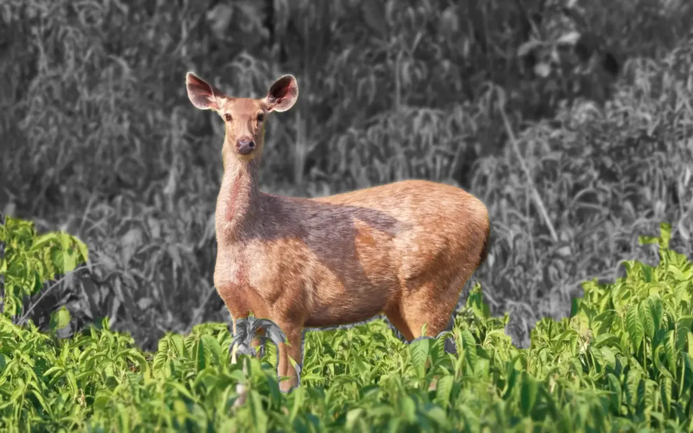 Spotted deer alert in Rajaji Tiger Reserve near Rishikesh during a morning jeep safari in the Chilla Range