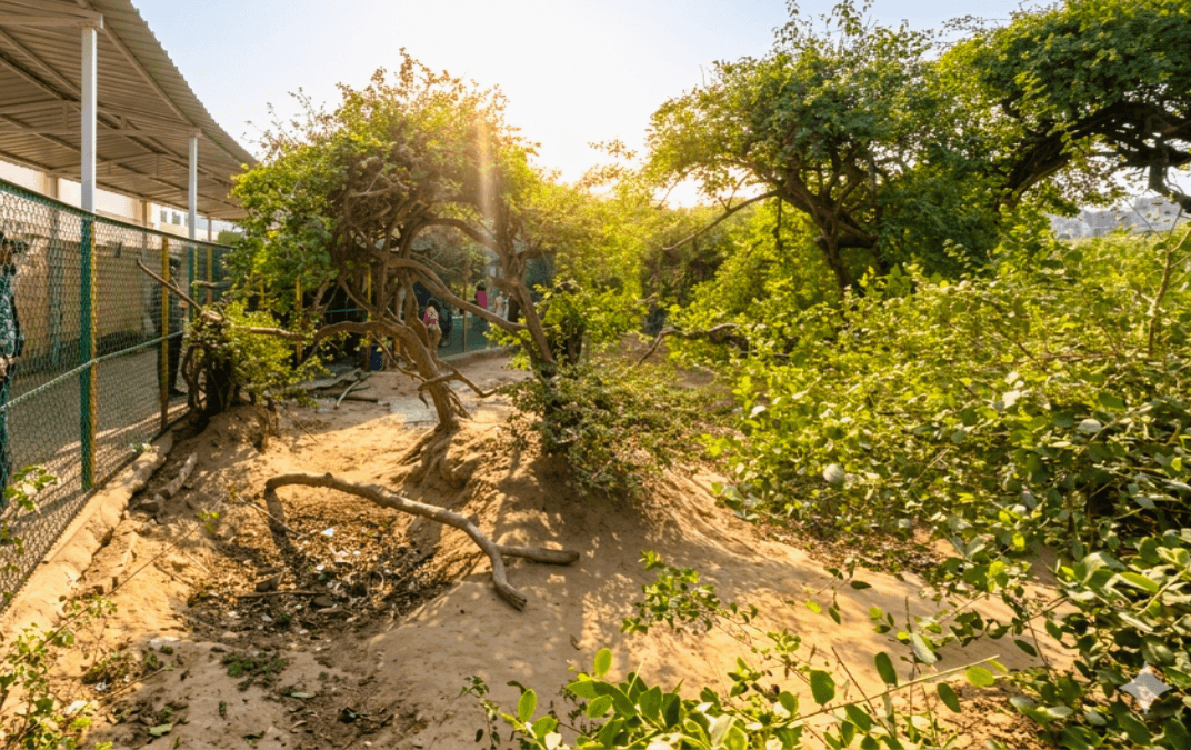 Intertwined ancient tulsi trees forming a sacred canopy in the mysterious Nidhivan forest of Vrindavan