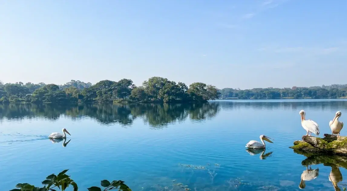 Morning birdwatching and peaceful sunrise walk at Kukkarahalli Lake in Mysore near University of Mysore