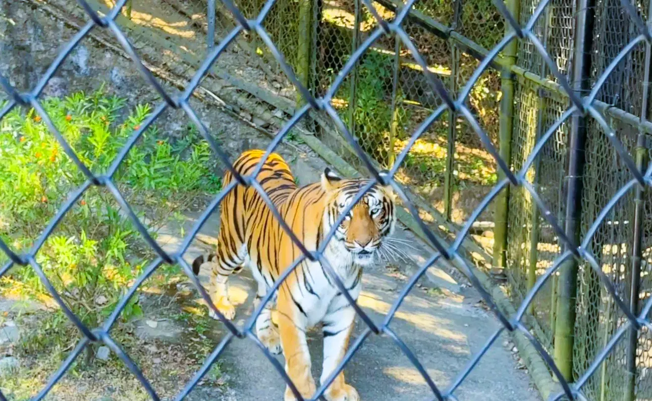 A tiger standing inside its enclosure at G.B. Pant High Altitude Zoo in Nainital