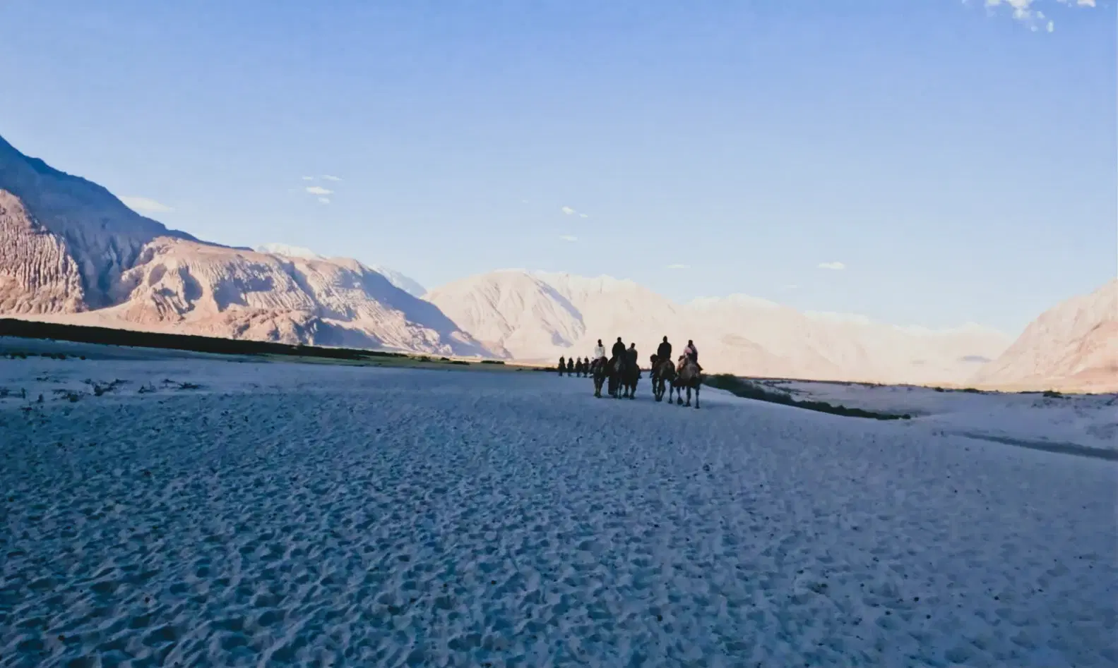 Double-humped Bactrian camels on Hunder Sand Dunes in Nubra Valley with snow-capped Karakoram peaks behind — a uniquely Ladakhi experience