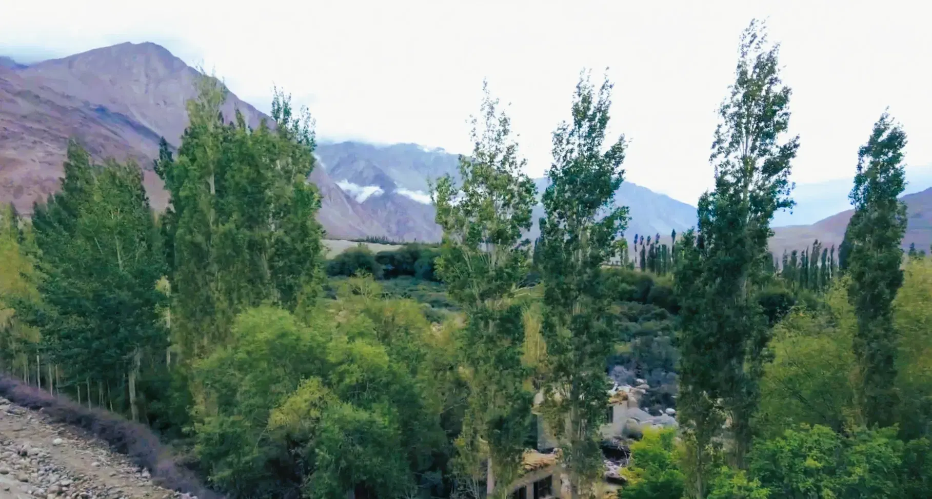 Samstanling Monastery in green Sumur village with snow-capped Karakoram peaks behind in Nubra Valley, Ladakh