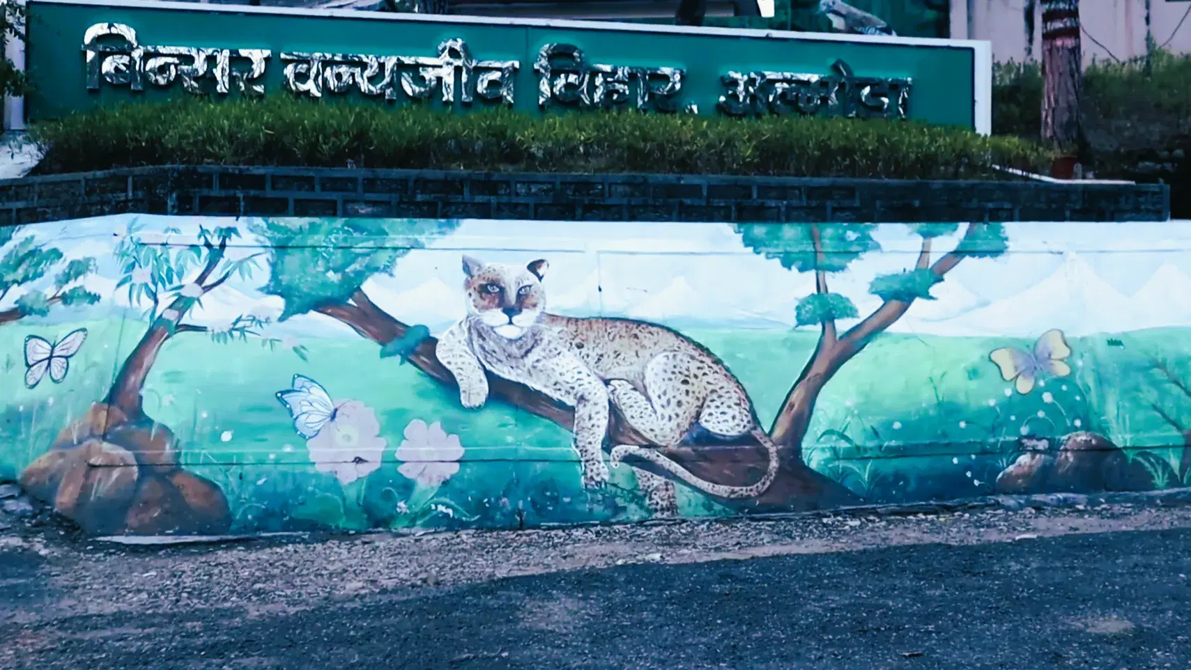 Binsar Wildlife Sanctuary - forest landscape near Almora