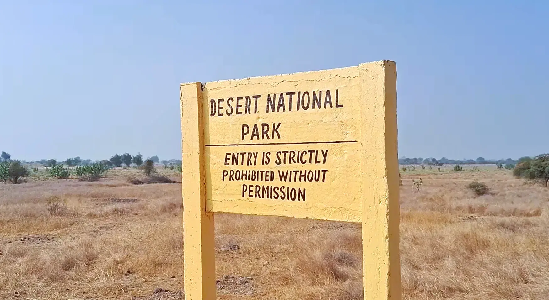 Great Indian Bustard in the open desert habitat of Desert National Park, spanning Barmer and Jaisalmer districts