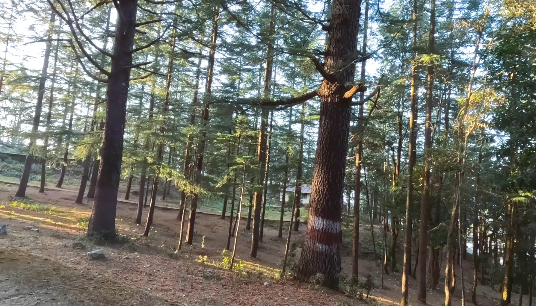 Forested Himalayan landscape around Khirsu in Pauri Garhwal