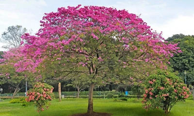 Cubbon Park bengaluru